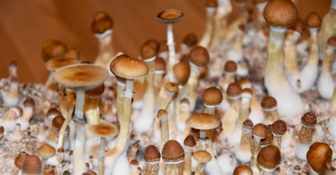 Exploring Different Cultivation Techniques for Magic Mushrooms